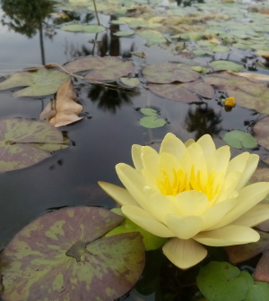 flowering into full spiritual enlightenment through music